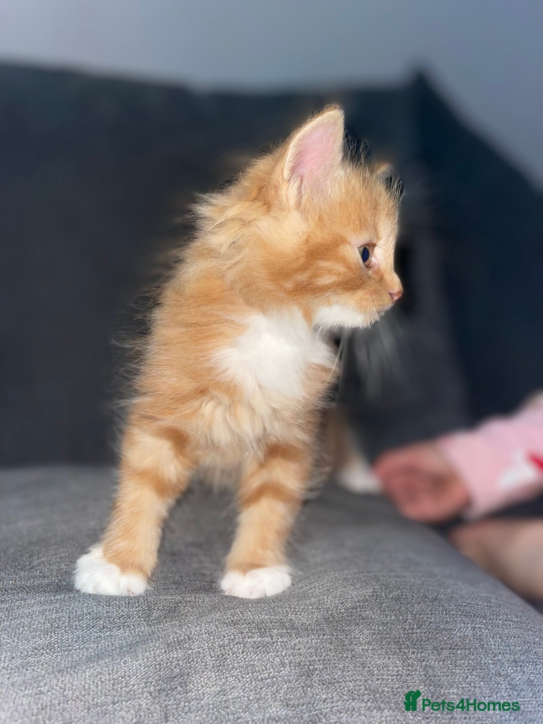 Mixed Breed cats for sale: I have 6 beautiful kittens  - Image 8