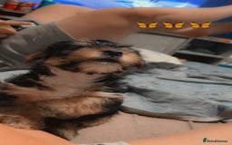 Mixed Breed dogs for sale: Shorkie cross pups for sale! in Alfreton - Image 6