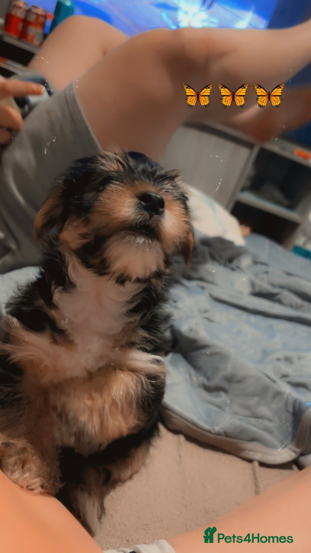 Mixed Breed dogs for sale: Shorkie cross pups for sale! in Alfreton - Image 6