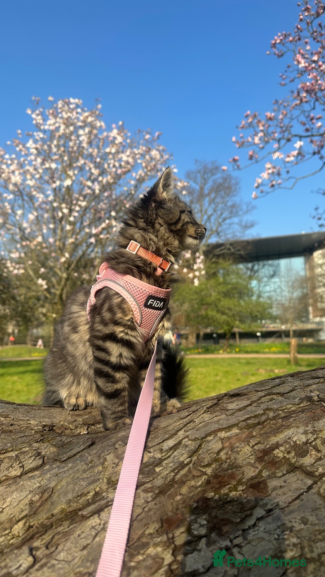 Maine Coon cats Fortuna for sale - Advert 1