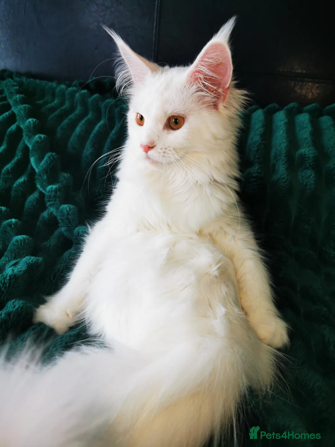 Maine Coon cats for sale: A Touch of Magic: White Maine Coon Girls Available - Advert 5