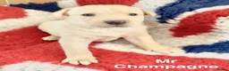 Labrador Retriever dogs for sale: Absolutely stunning Labrador puppies for sale - Advert 4