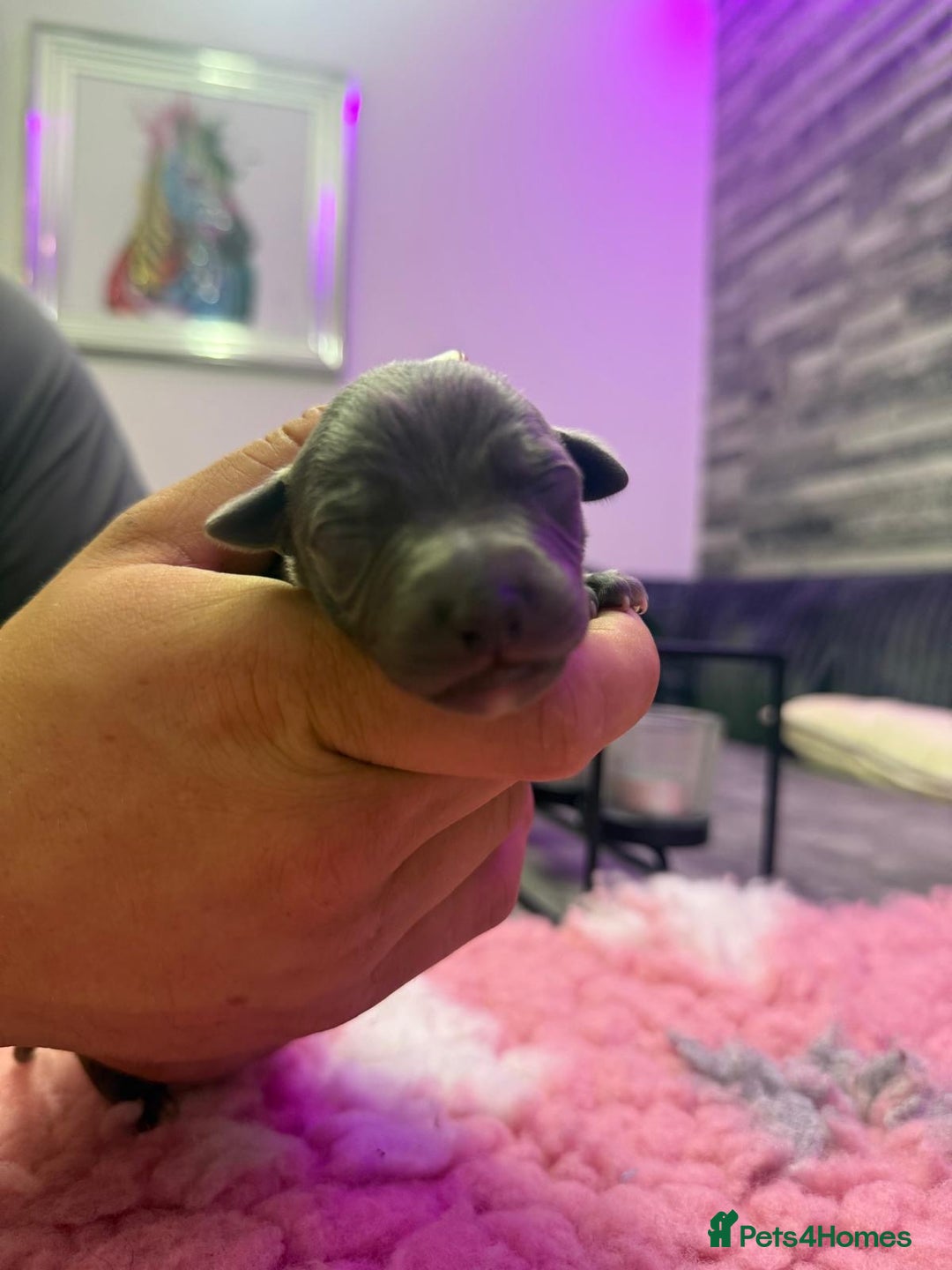 Whippet dogs for sale: Whippet , blue and blue and white puppies for sale - Image 12