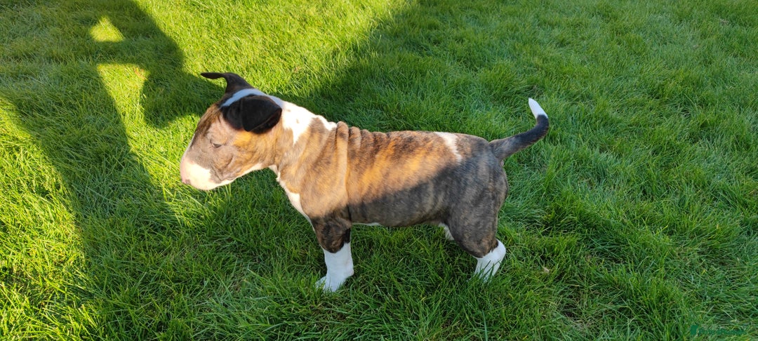 English Bull Terrier dogs for sale: KCRegistered English Bull Terrier Puppies–Top Line - Image 24