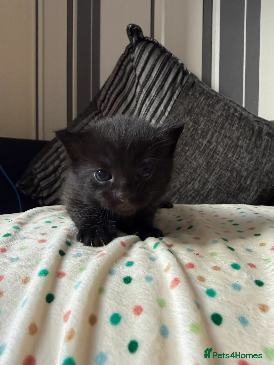 Domestic Shorthair cats for sale: ADORABLE KITTENS FOR SALE - READY SOON! - Advert 4