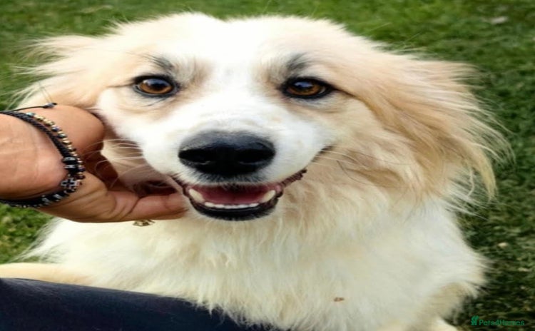Mixed Breed dogs - Advert 13