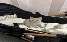 British Shorthair cats for sale: Stunning chunky British shorthair kittens GCCF Reg - Image 29