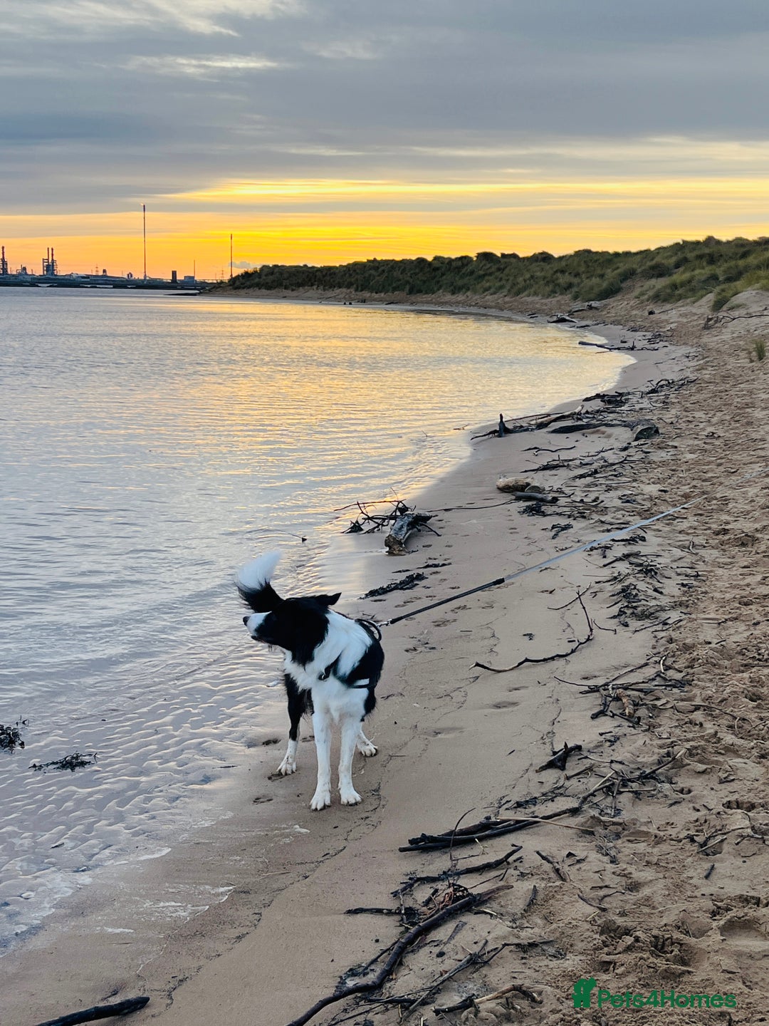 Border Collie dogs for stud: 🐾 Handsome Purebred Border Collie Stud 🐾 - Advert 3