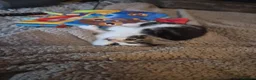 Domestic Shorthair cats for sale: 4 gorgeous female kittens - Advert 6