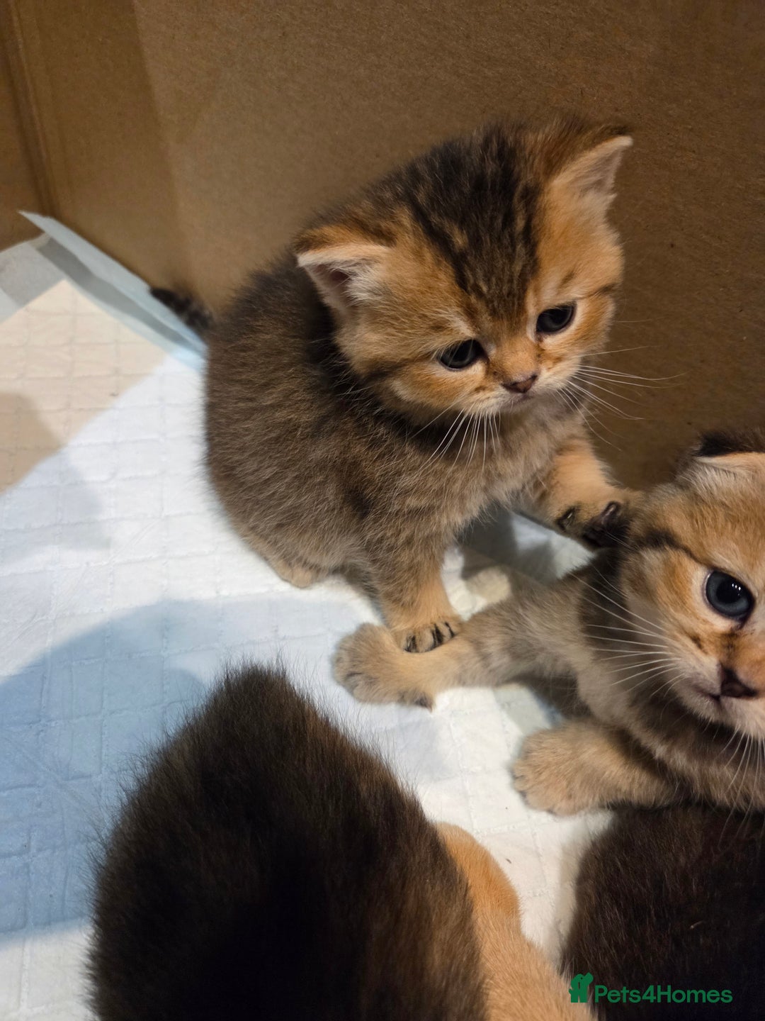 Scottish Fold cats for sale: Scottish Fold Kittens - Image 19