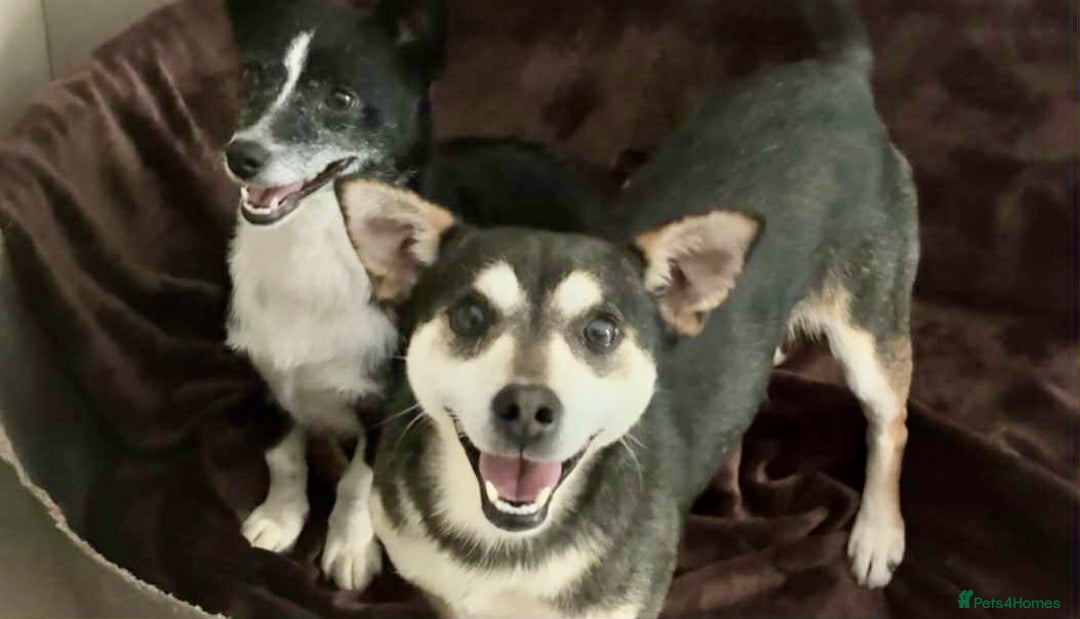 Mixed Breed dogs for adoption: Ginnie and Freddie 🐾 bonded couple  - Image 4