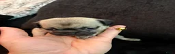Pug dogs for sale: Beautiful Pug Puppies for Sale - Advert 8