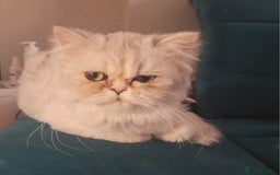Persian cats for sale: Persian chinchilla female  - Image 5