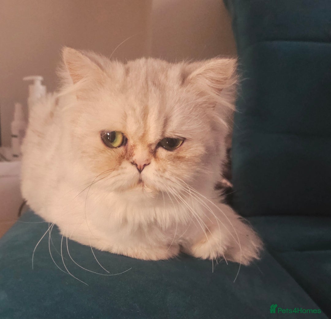 Persian cats for sale: Persian chinchilla female  - Image 5