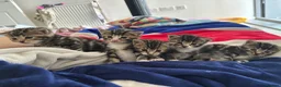 Mixed Breed cats for sale: Adorable Bengal x Shorthair Kittens - Advert 30