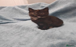 Mixed Breed cats for sale: Beautiful kittes Videos - Advert 18