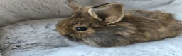 Mini Lop rabbits for sale: Stunning Mini Lion Lops - Advert 9