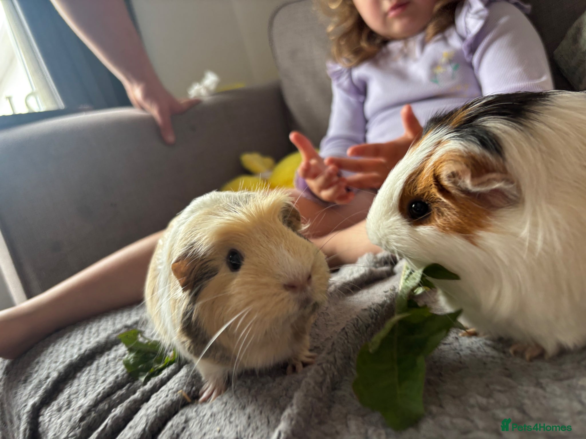 Guinea Pig rodents BUNDLE! 2x female guinea pigs, hutch and all extra - Advert 4