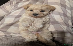 Maltipoo dogs for sale: Last Beautiful tiny female puppy available  - Image 14