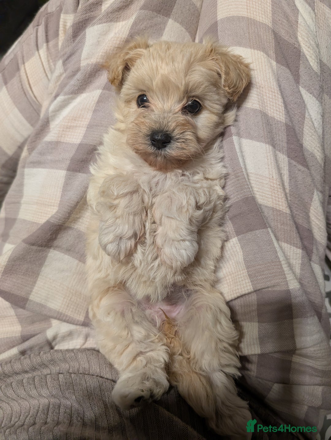 Maltipoo dogs for sale: Last Beautiful tiny female puppy available  - Image 14