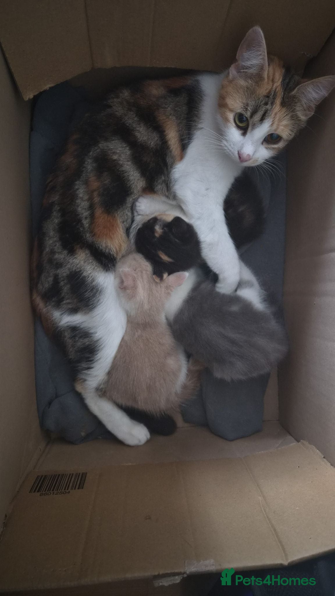 Mixed Breed cats 3 fluffy adorable kittens for sale - Advert 14