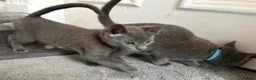 Russian Blue cats for sale: Russian Blue Kittens  - Advert 26
