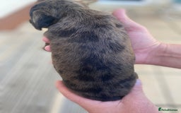 Dachshund dogs for sale: Dachshund x jack Russell puppies  - Image 6