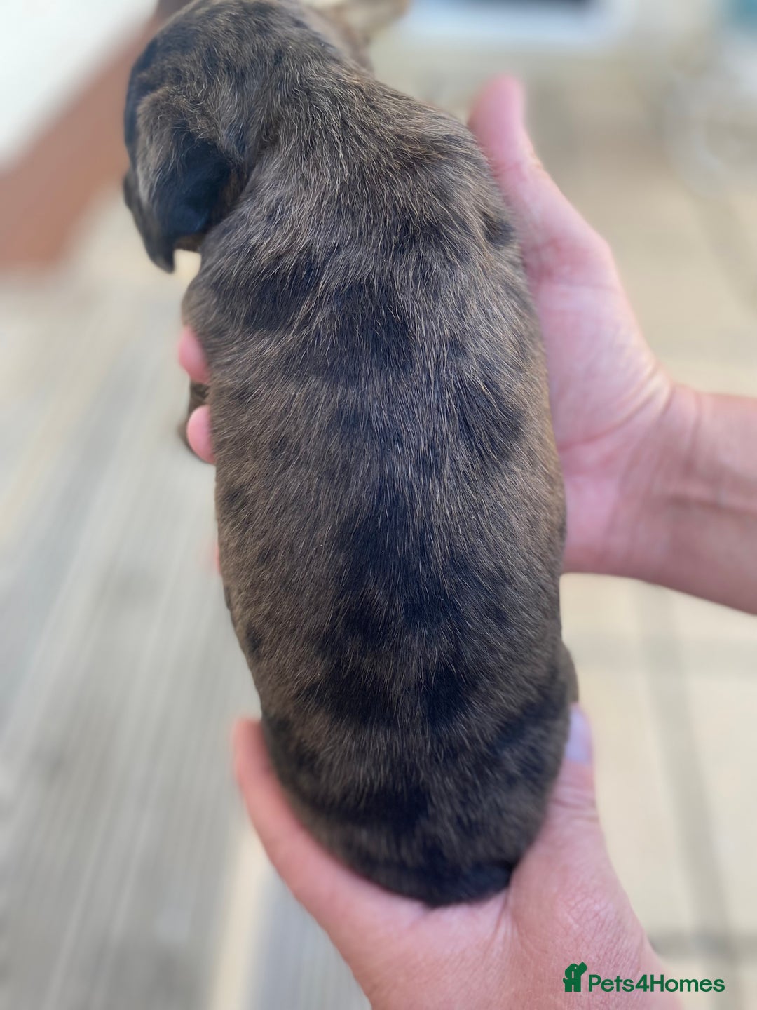 Dachshund dogs for sale: Dachshund x jack Russell puppies  - Image 6