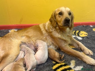 Golden Retriever dogs Stunning golden retriever puppies for sale - Advert 16