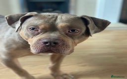 Mixed Breed dogs for sale: Merle mixed breed bulldog - Image 3