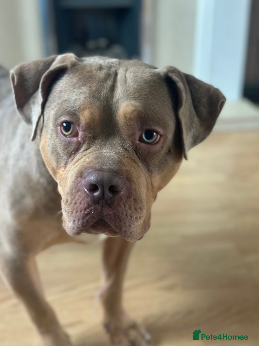 Mixed Breed dogs for sale: Merle mixed breed bulldog - Image 3