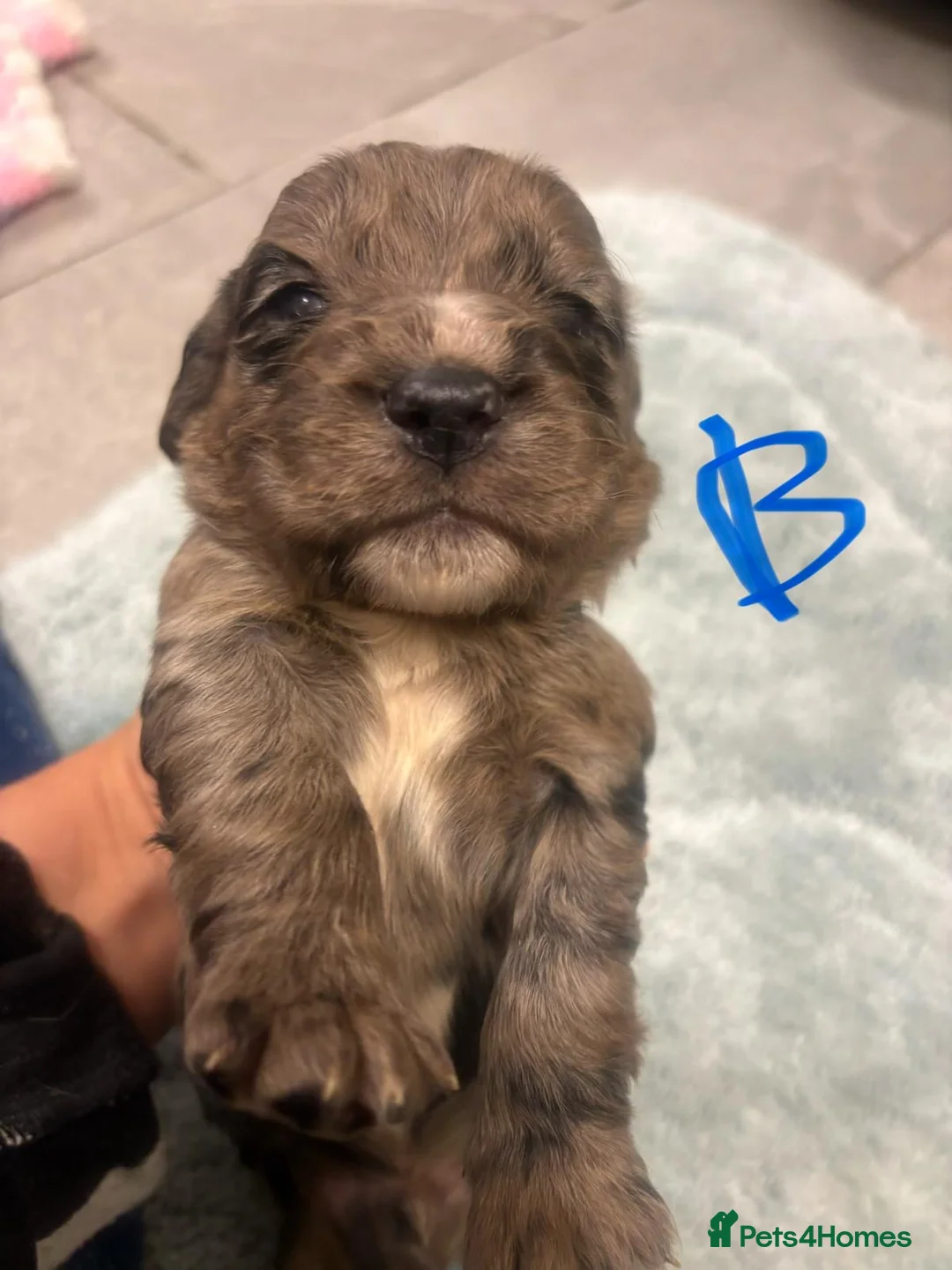 Cocker Spaniel dogs for sale: COCKER SPANIEL PUPS READYp - Advert 2