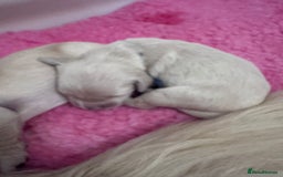 Golden Retriever dogs for sale: KC Fully health tested Golden retriever puppies - Image 19