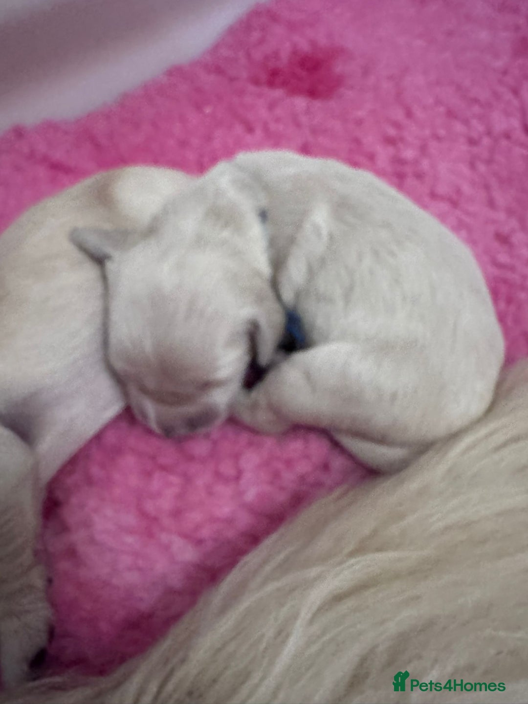 Golden Retriever dogs for sale: KC Fully health tested Golden retriever puppies - Image 19