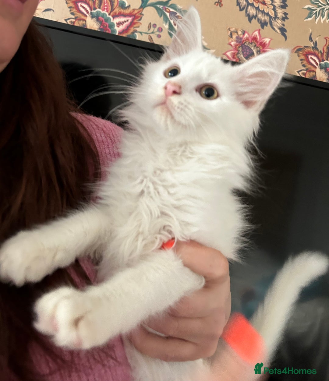 Maine Coon cats for sale: Maine coon kittens  - Advert 5