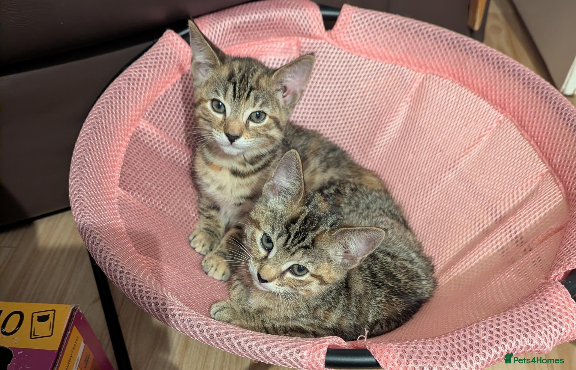Bengal cats 😻😻 Beautiful Bengal Cross Kittens For Sale 😻😻 - Advert 15
