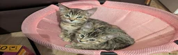 Bengal cats for sale: 😻😻 Beautiful Bengal Cross Kittens For Sale 😻😻 - Advert 1