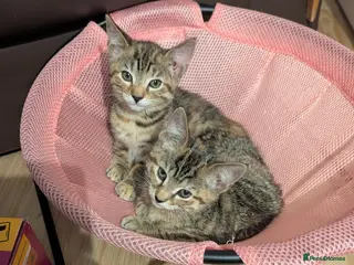 Bengal cats 😻😻 Beautiful Bengal Cross Kittens For Sale 😻😻 - Advert 15