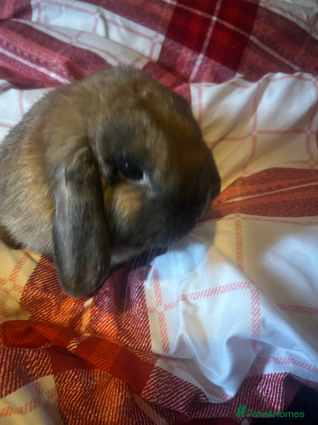 French Lop rabbits for sale: Male indoor lop rabbit ,not neutered ,lovely brown - Advert 4