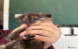 Bengal cats for sale: Beautiful half bengal kittens  - Image 14
