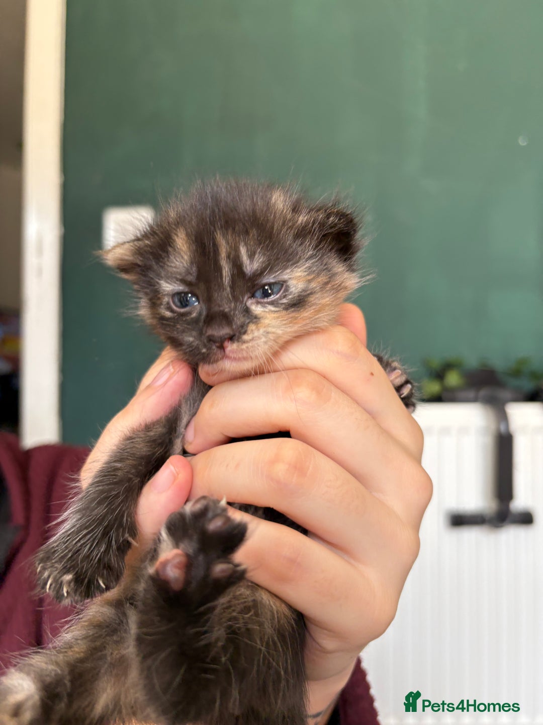 Bengal cats for sale: Beautiful half bengal kittens  - Image 14