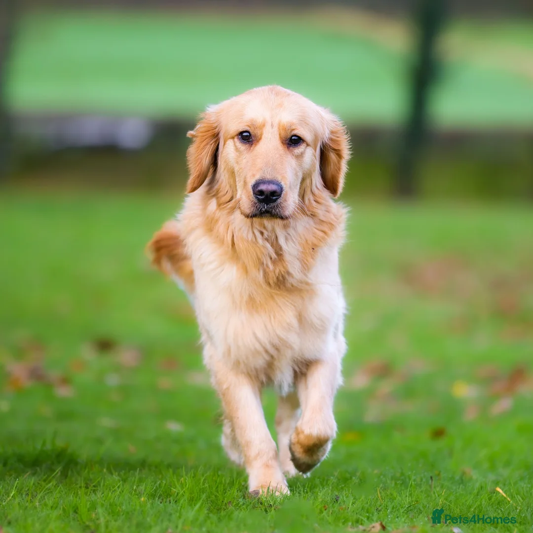 Golden Retriever dogs for sale: Unique Unna - Advert 4