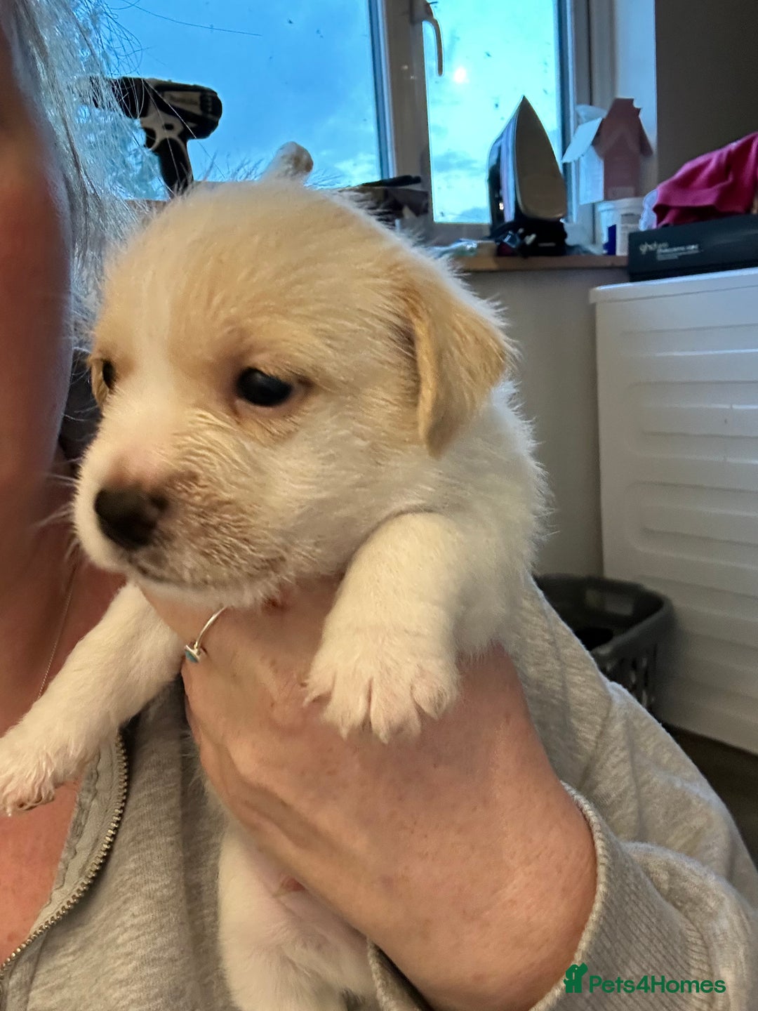 Jack Russell dogs for sale: Beautiful Jack Russell Pups 1 boy/ 1 girl  - Image 13