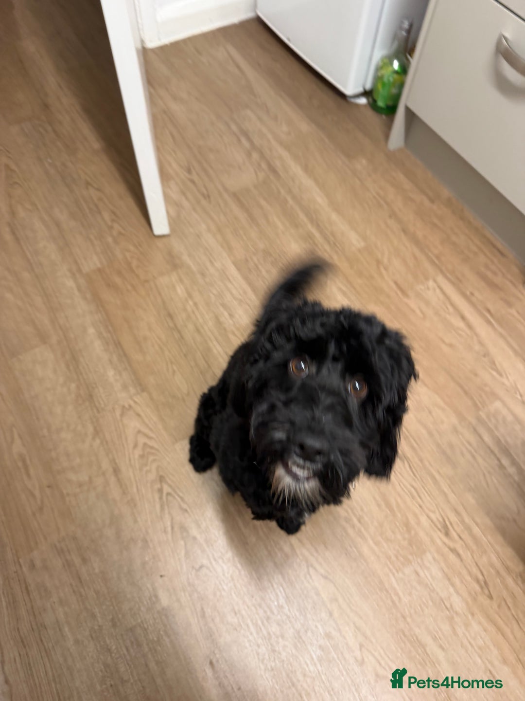 Cockapoo dogs for sale: 9 month old cockapoo femail - Advert 2