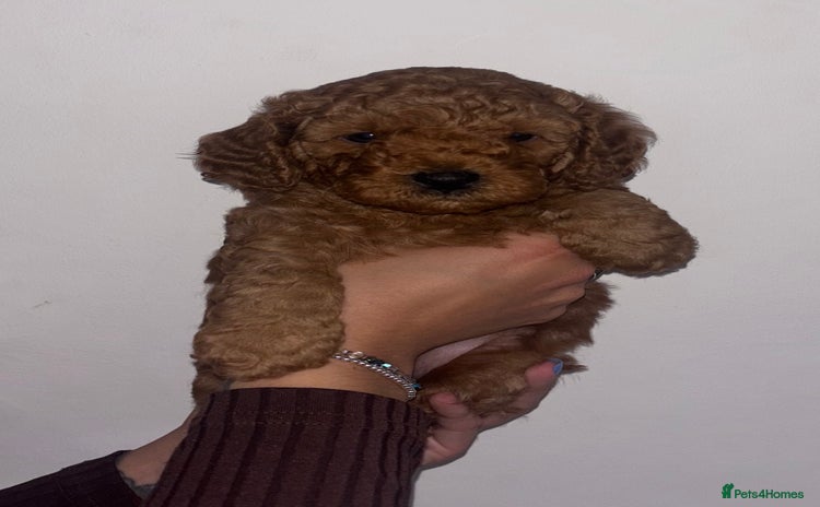 Labradoodle dogs - Advert 15