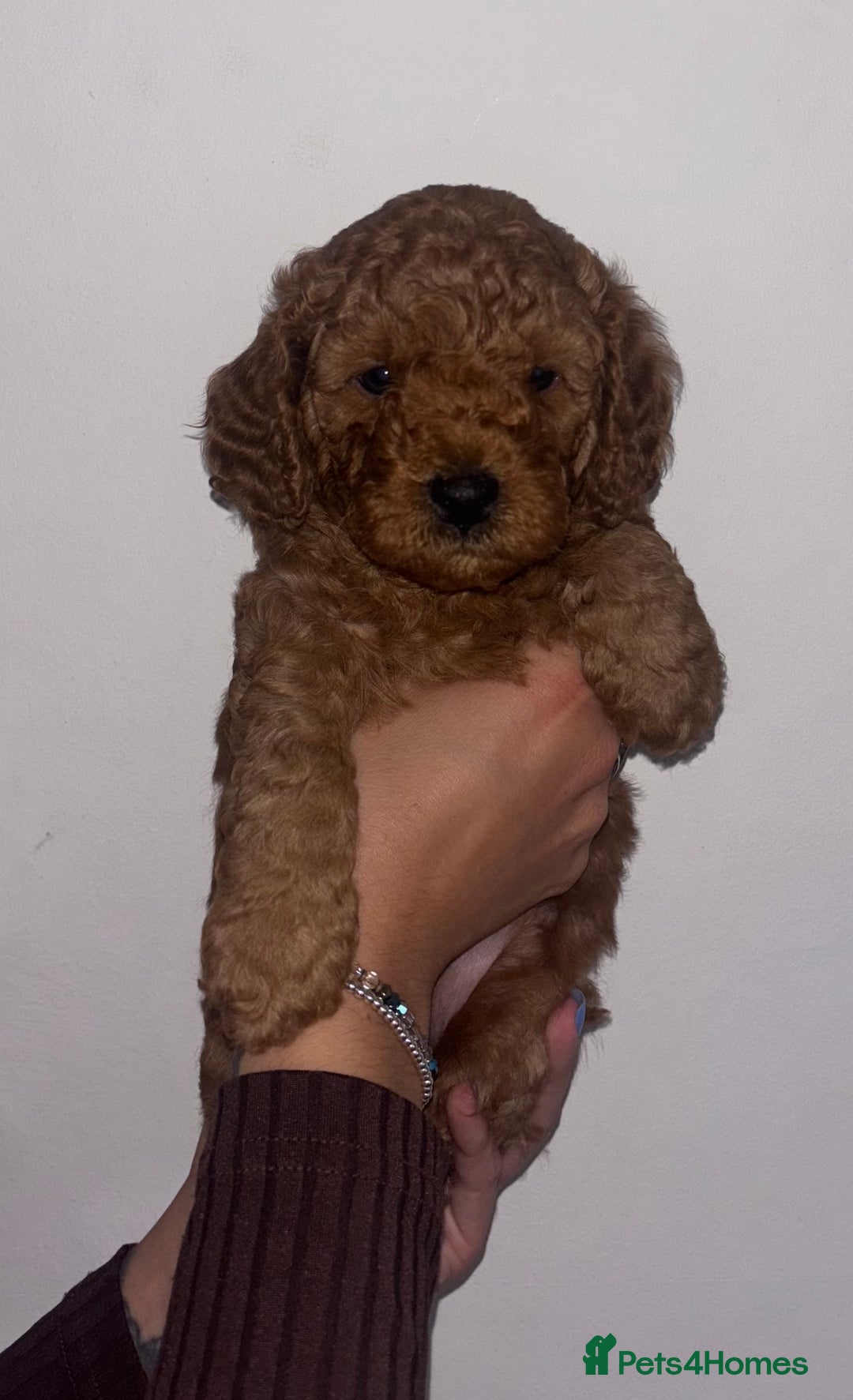 Labradoodle dogs for sale: 🐾AVAILABLE TO VIEW! - Fox Red Labradoodle Pups 🐾 - Image 5