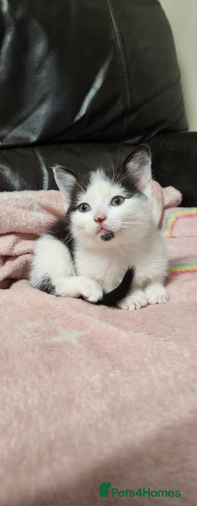 Mixed Breed cats Cuddly kitten ready for a new home  - Advert 1