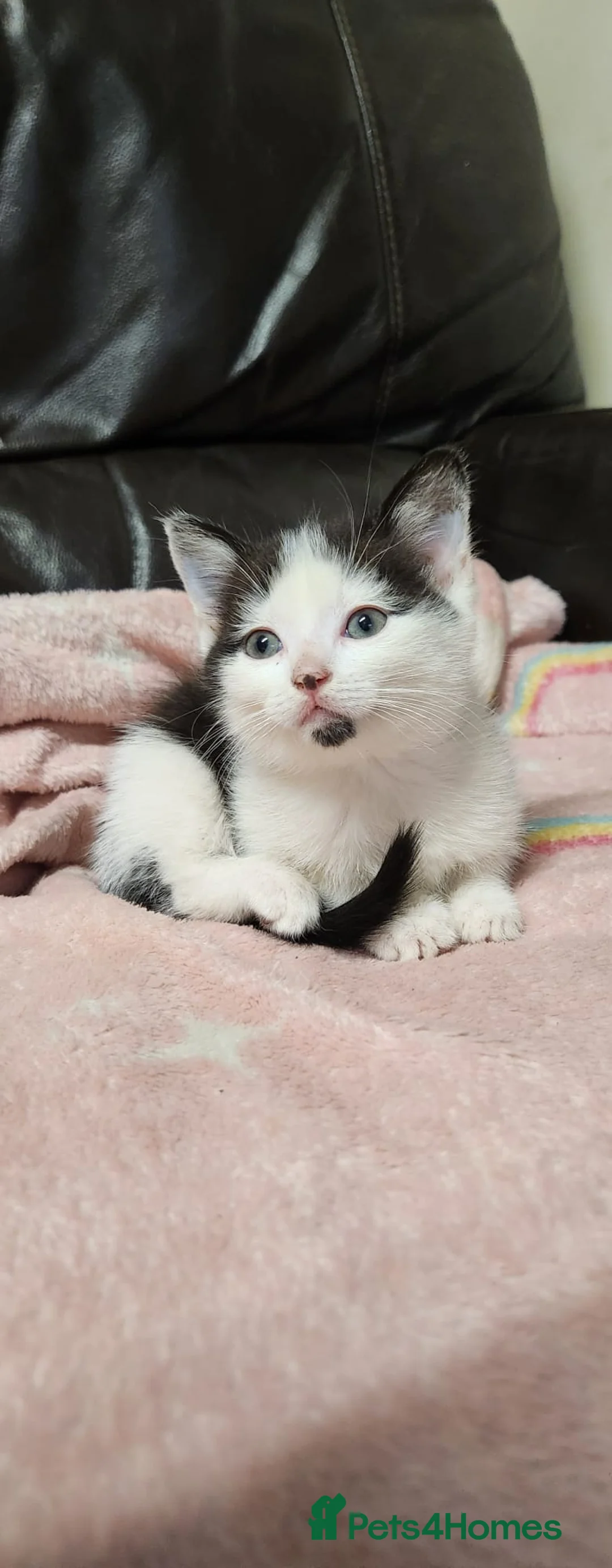 Mixed Breed cats for sale: Cuddly kitten ready for a new home  - Advert 1