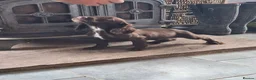 Sprocker dogs for sale: 🌟 Fully Health Tested Sprocker Spaniel Puppies🌟 - Advert 3