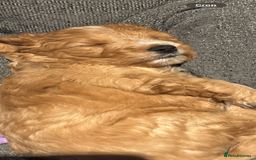 Mixed Breed dogs for sale: home grown golden doodle / cockerpoo  - Image 4